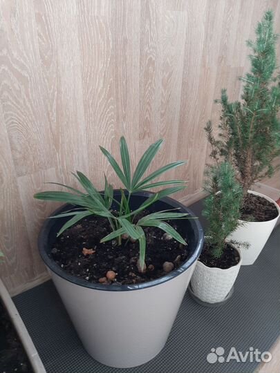 Комнатные цветы шефлера и другие