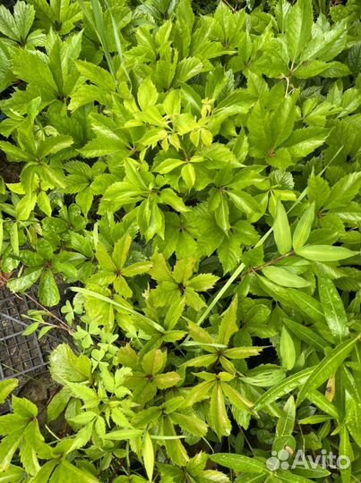 Девичий виноград