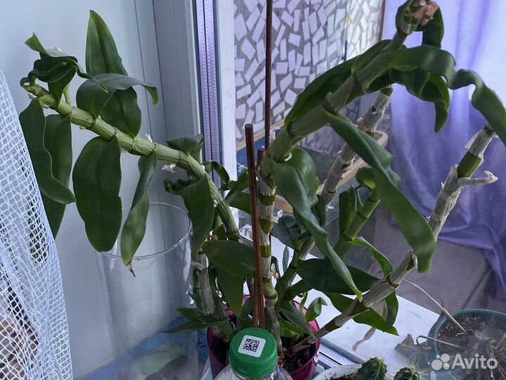 Дендробиум