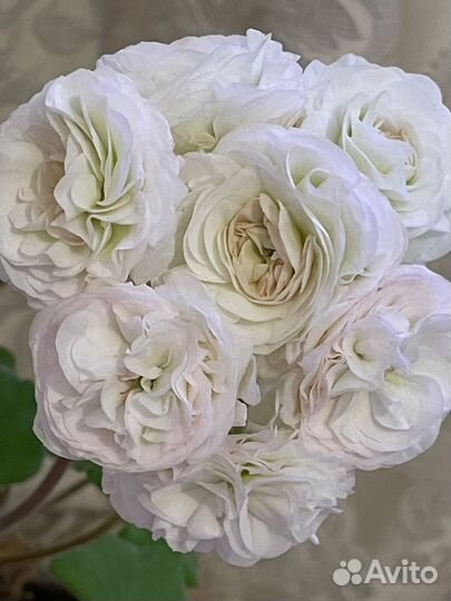 Пеларгония сортовая