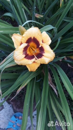 Мята, флоксы, спирея