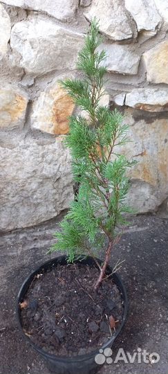 Можжевельник