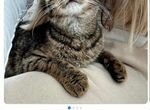 Короткошерстная �кошка ушки вислоухие