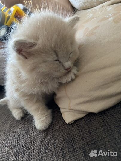Котенок