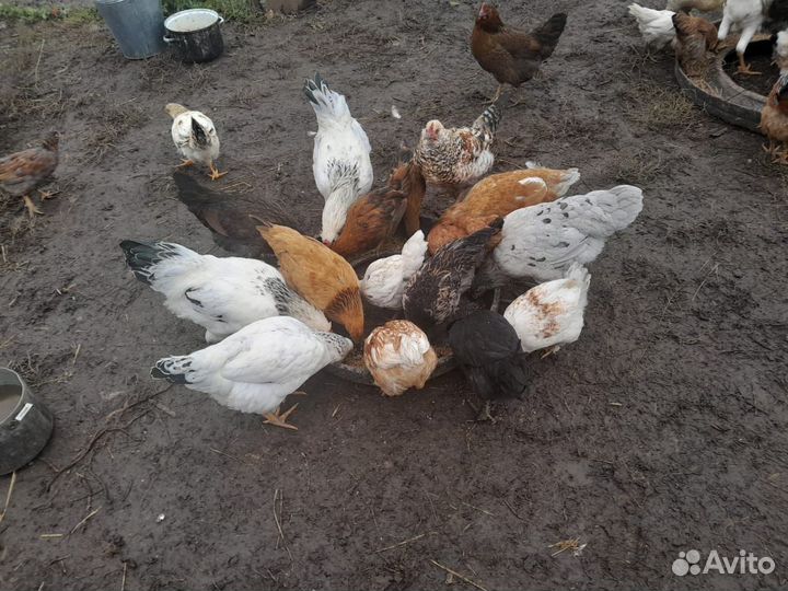 Куры молодки несушки