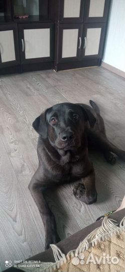 Отдам бесплатно