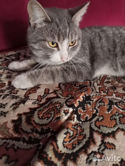 Котик в добрые руки Тимошка