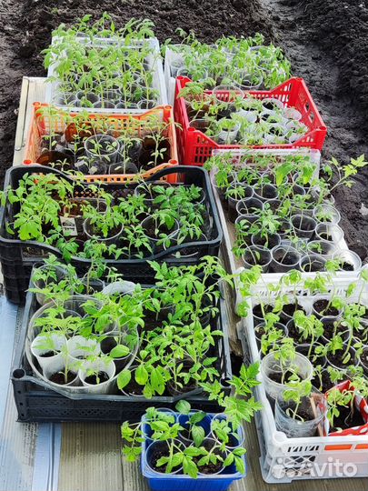 Рассада клубники, овощей, цветов