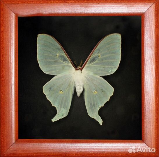 Бабочка в рамке Actias artemis