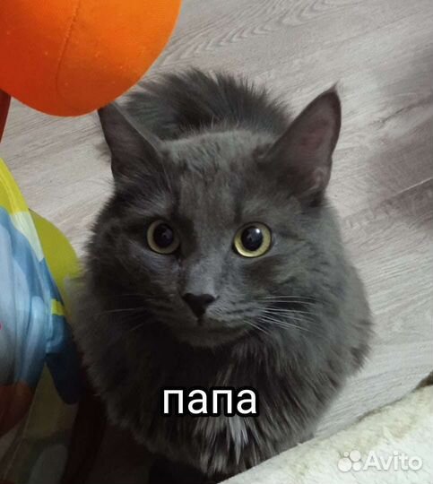 Котятки в добрые руки
