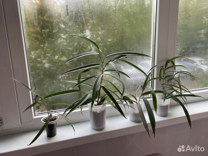 Фикус Биннендейка, отростки