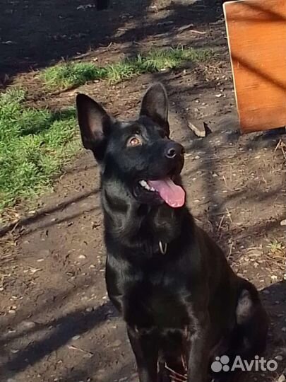 Восточноевропейская овчарка вязка