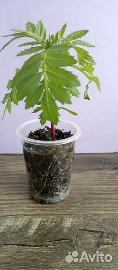 Рассада бархатцы