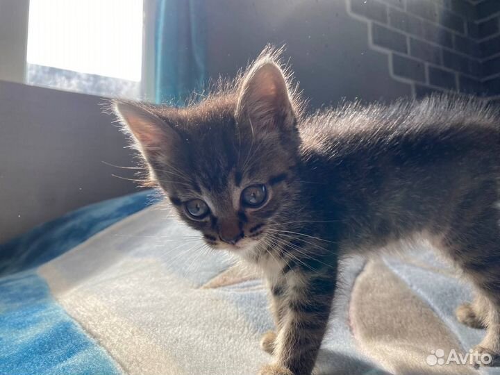Котята в добрые руки мальчики