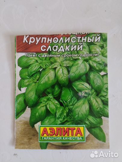 Рассада базилик
