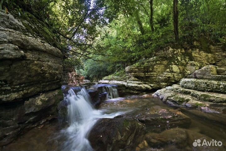 Экскурсия — Сочи — Тисо-самшитовая роща и лёгкий т