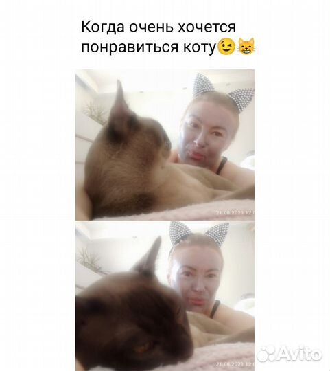 Домашняя передержка котов/кошек, котоняня