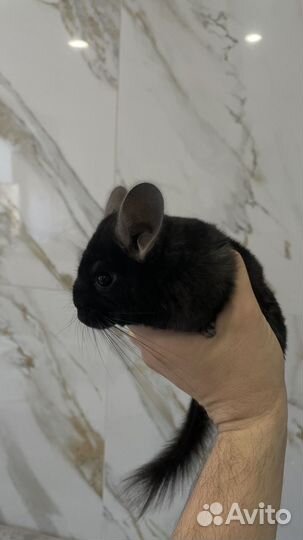Шиншилла + клетка