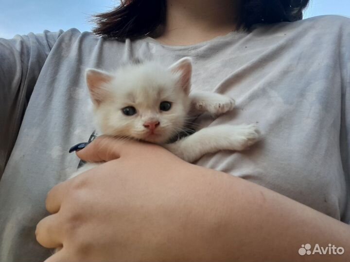 Похожий котенок