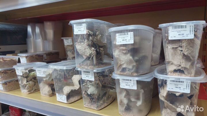 Палочники трех видов, Кормовые насекомые