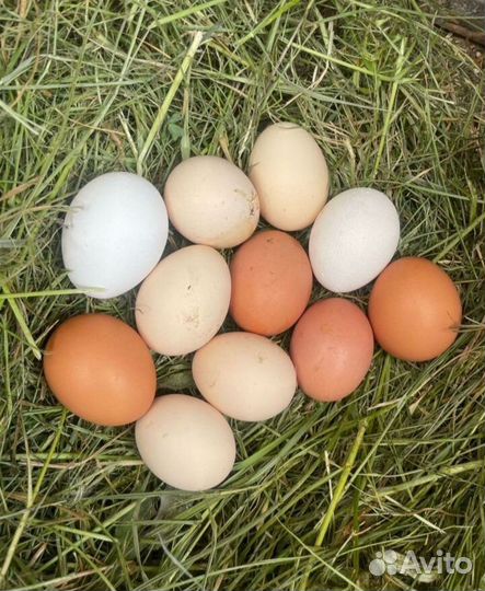 Домашние куриные яйца