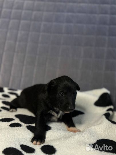 Щенки лайки в добрые руки