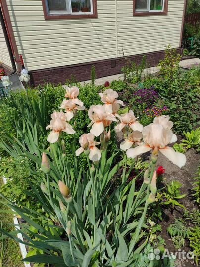 Ирисы сортовые