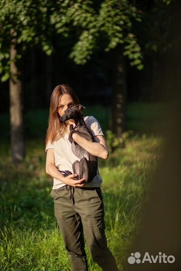 Кинолог, дрессировка собак, передержка