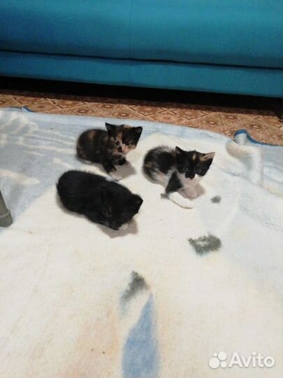 Котята в добрые руки, 5 мес