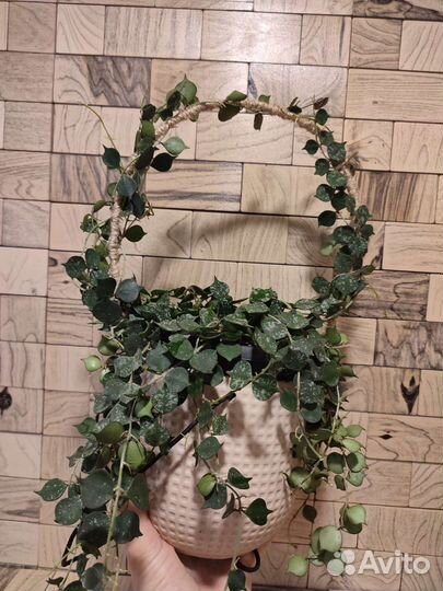 Хойя куртиси