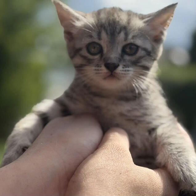 Шотландский прямоухий короткошёрстный котёнок