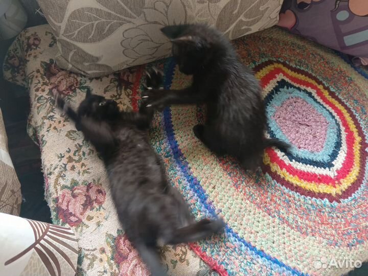 Котятки