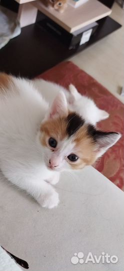 Кошечка