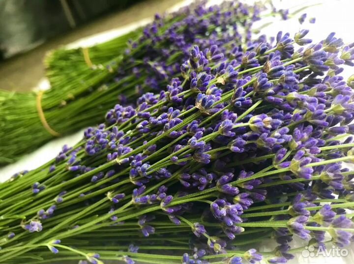 Продам сухоцвет крымской лаванды