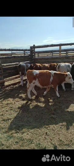 Телята бычки