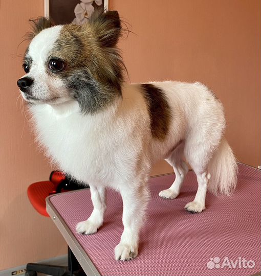 Груминг - стрижка и уход (собаки до 10 кг)