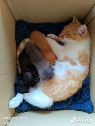 Котята в добрые руки