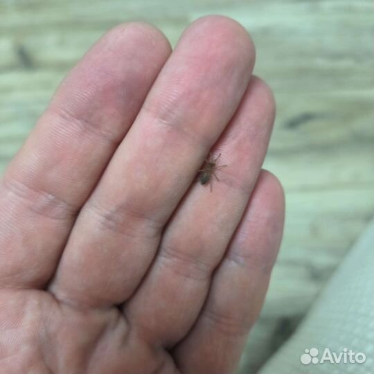 Паук птициед, скорпион