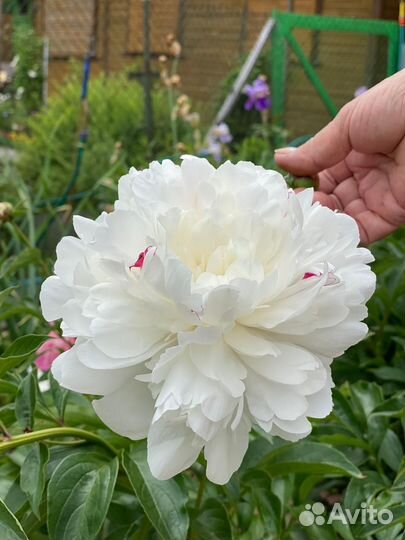 Пион белый Festiva Maxima