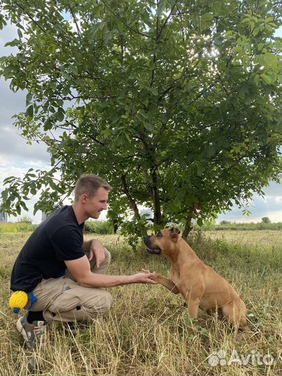Кинолог Дрессировка Коррекция поведения
