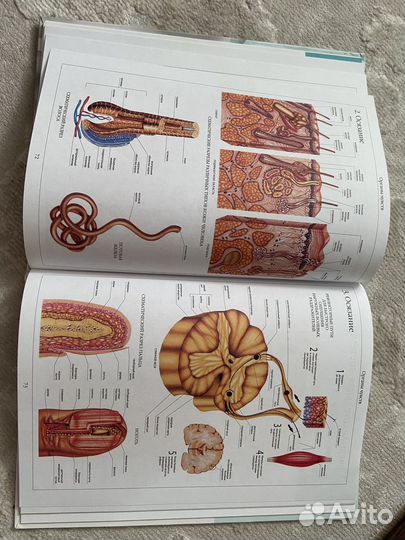 Атлас анатомии человека