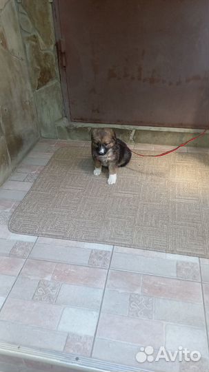 Щенок-мальчик, 2 мес в дар