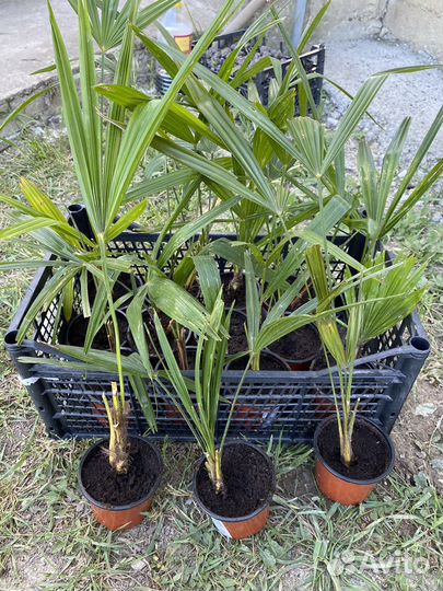 Пальма Хамеропс (веерная)