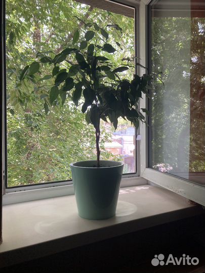 Фикус бенджамина