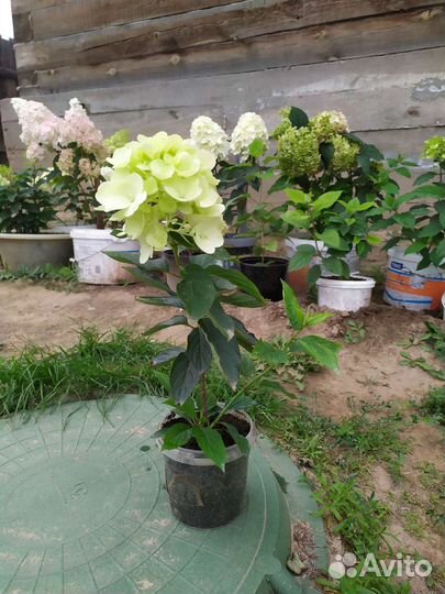 Гортензия саженцы