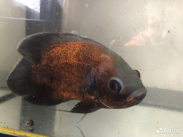 Аквариум 70литров + Золотой астронотус