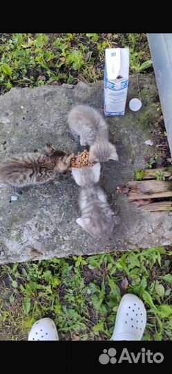 Котята в добрые руки