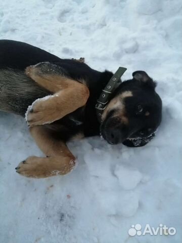 Щенок в добрые руки