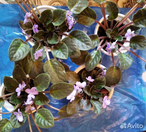 Продается цветы