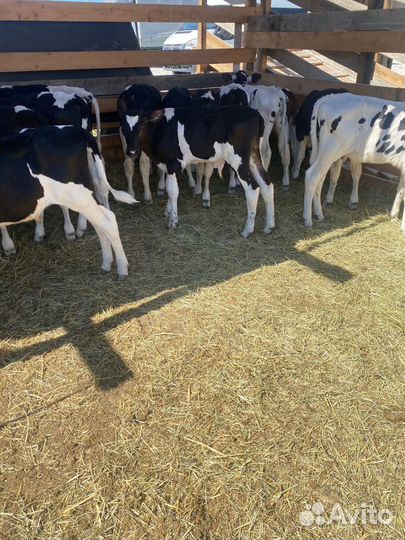 Продаются телята